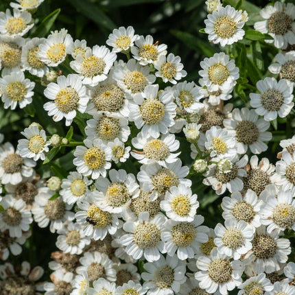 Achillea ptarmica 'The Pearl'
