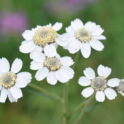 Achillea ptarmica 'The Pearl'