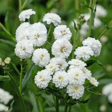 Achillea ptarmica 'The Pearl'