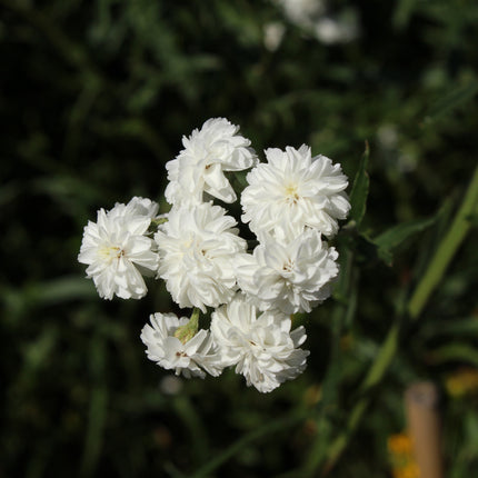 Achillea ptarmica 'The Pearl'