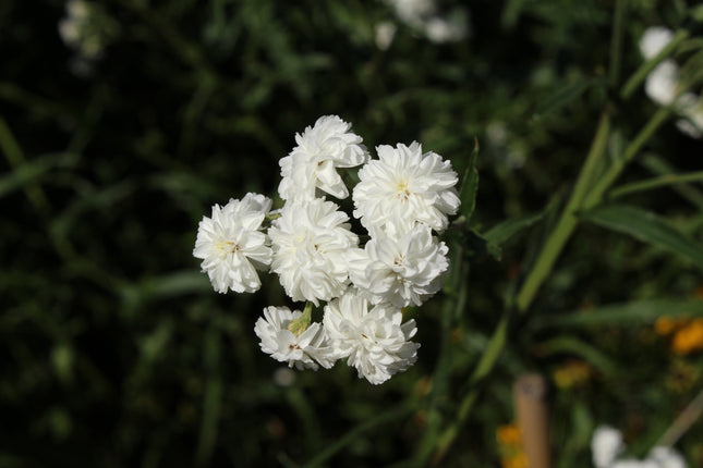 Achillea ptarmica 'The Pearl'