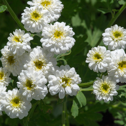 Achillea ptarmica 'The Pearl'