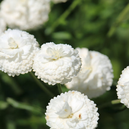 Achillea ptarmica 'The Pearl'
