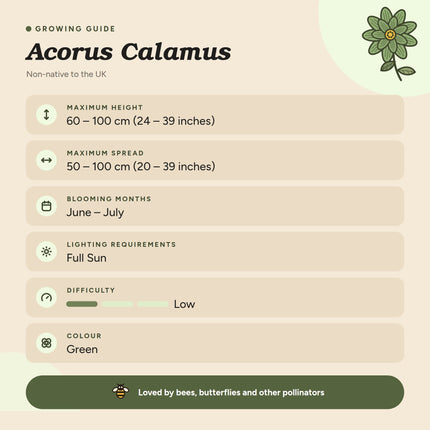Acorus calamus - Sweet Flag, Aromatic Pond Marginal Plant