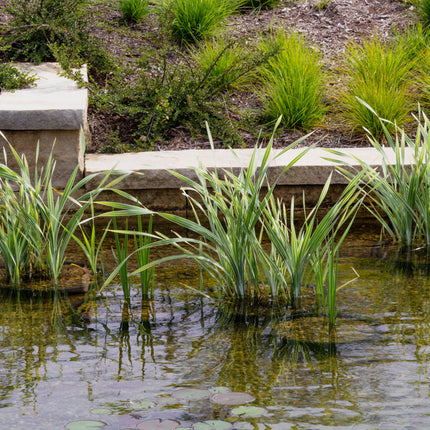Acorus calamus variegatus
