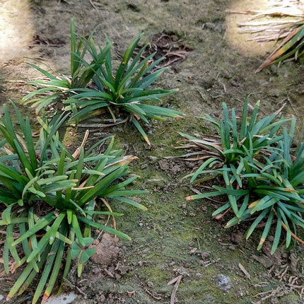 Acorus gramineus 'Argenteostriatus'
