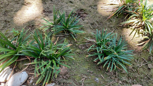 Acorus gramineus Argenteostriatus - Marginal Pond Plants - Pond Plants - Water Plants - MP003A