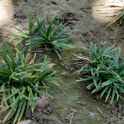 Acorus gramineus 'Argenteostriatus'