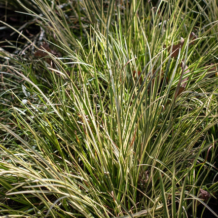 Acorus gramineus 'Argenteostriatus'