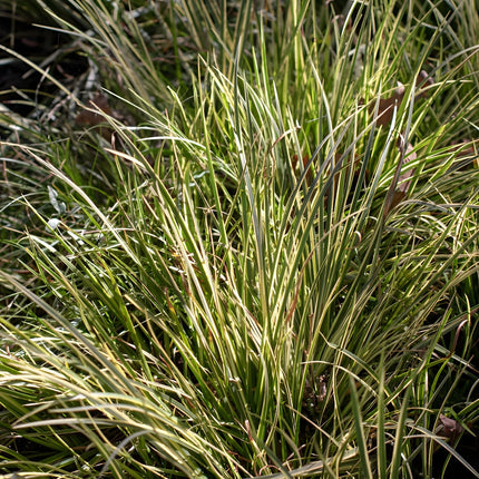 Acorus gramineus 'Argenteostriatus'