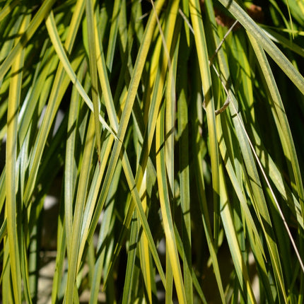Acorus gramineus 'Ogon'