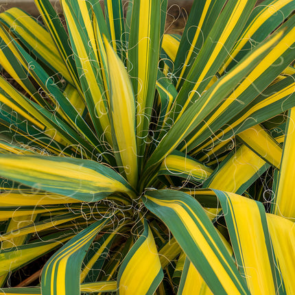 Acorus gramineus 'Ogon'