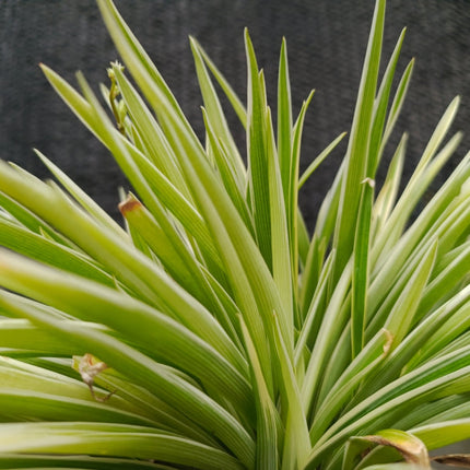 Acorus gramineus 'Pusillus'