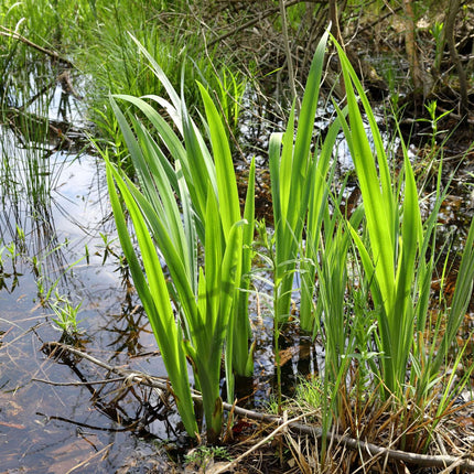 Acorus calamus