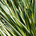 1 / 7cm Bareroot