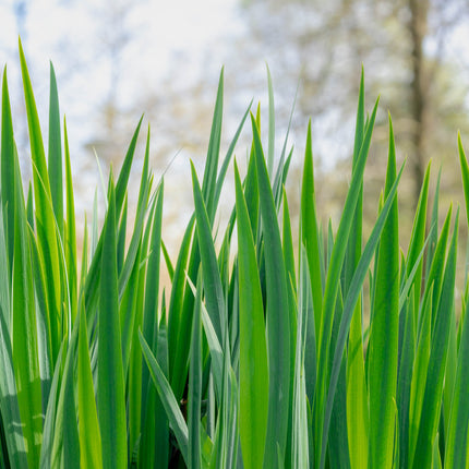Acorus calamus