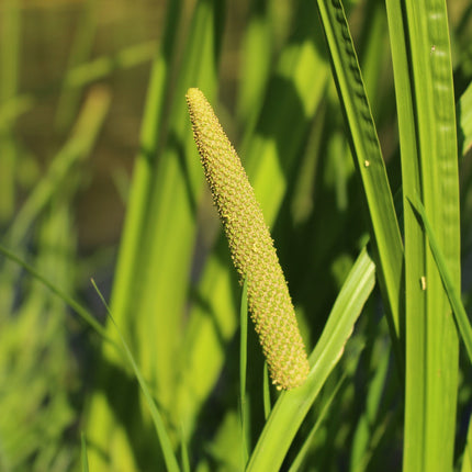 Acorus calamus