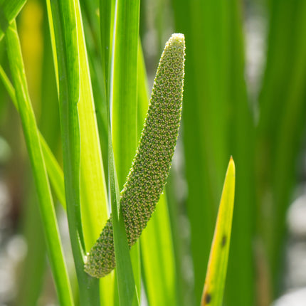 Acorus calamus