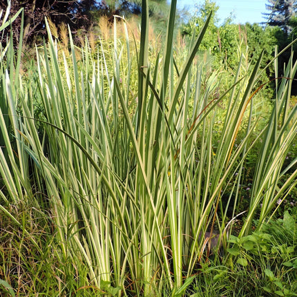 Acorus gramineus 'Argenteostriatus'