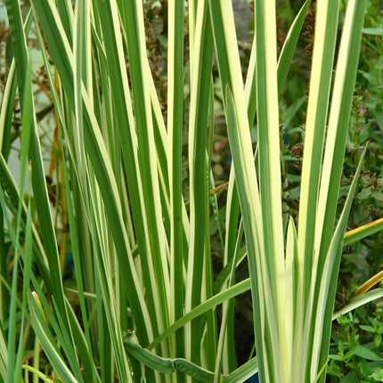 Acorus gramineus 'Argenteostriatus'