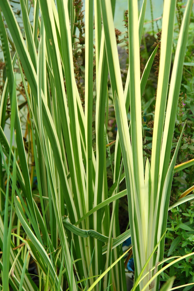 Acorus gramineus 'Argenteostriatus'