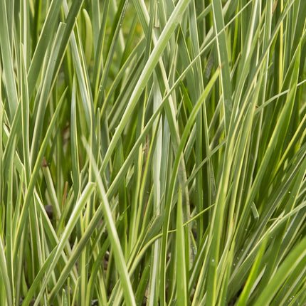 Acorus gramineus variegatus