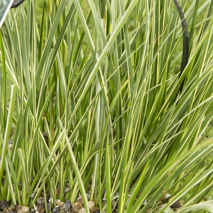 Acorus gramineus variegatus