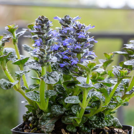 Ajuga pyramidalis 'Metallica Crispa'
