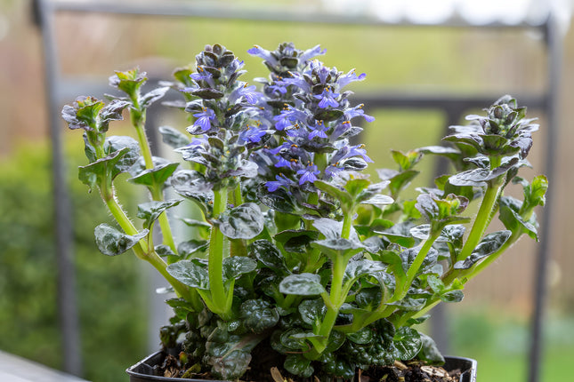 Ajuga pyramidalis 'Metallica Crispa'
