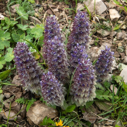 Ajuga pyramidalis 'Metallica Crispa'