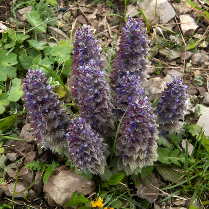 Ajuga pyramidalis 'Metallica Crispa'