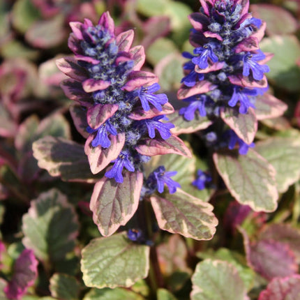 Ajuga reptans 'Burgundy Glow'