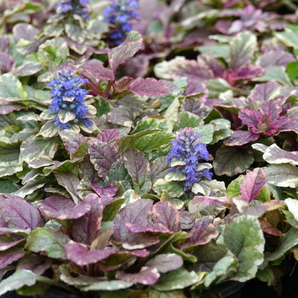 Ajuga reptans 'Burgundy Glow'
