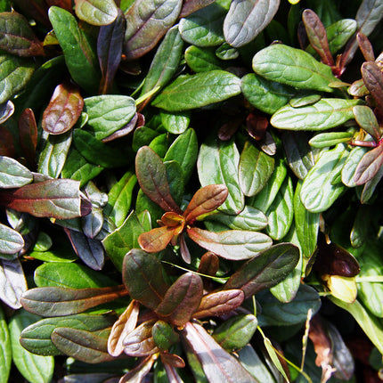 Ajuga reptans 'Chocolate'