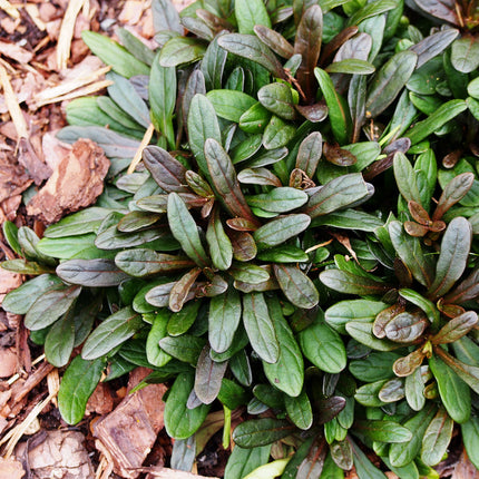 Ajuga reptans 'Chocolate'