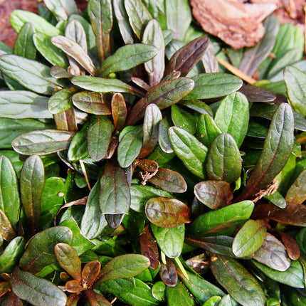 Ajuga reptans 'Chocolate'