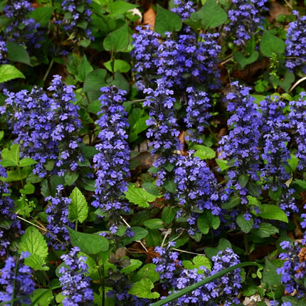 Ajuga reptans 'Common'