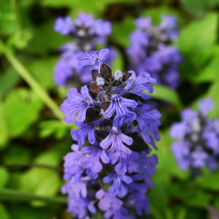 Ajuga reptans 'Common'