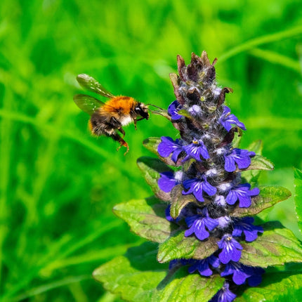 Ajuga reptans 'Common'