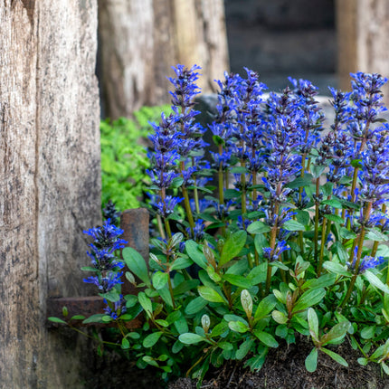 Ajuga reptans 'Common'