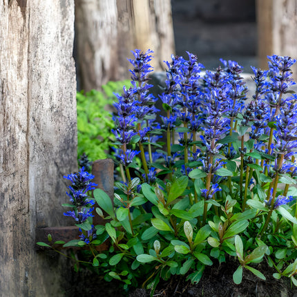 Ajuga reptans 'Common'