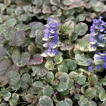 Ajuga reptans variegata
