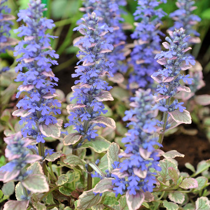 Ajuga reptans variegata