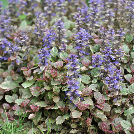 Ajuga reptans variegata