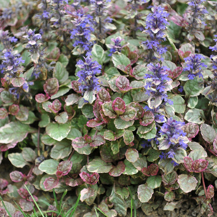 Ajuga reptans variegata
