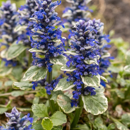 Ajuga reptans variegata