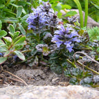 1 / 7cm Bareroot