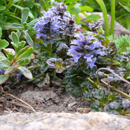 Ajuga pyramidalis 'Metallica Crispa'