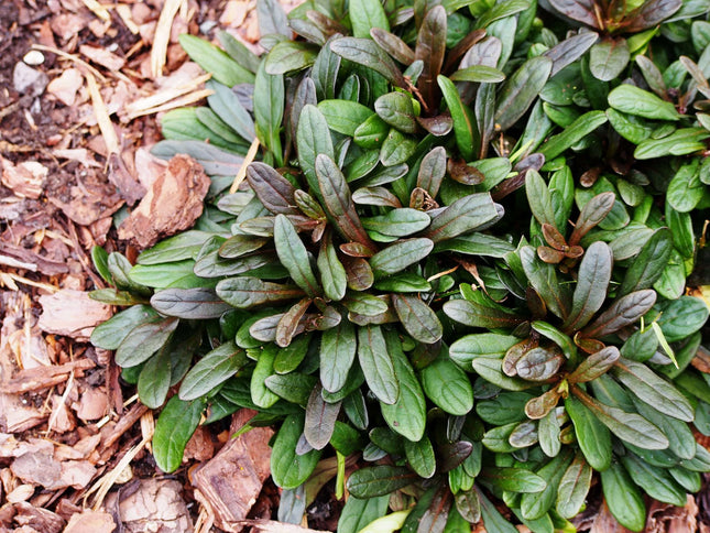 Ajuga reptans 'Chocolate'