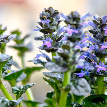 Ajuga pyramidalis 'Metallica Crispa'